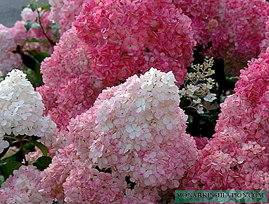 Panicle hydrangea (paniculata) - الأصناف والغرس والرعاية في الأرض المفتوحة