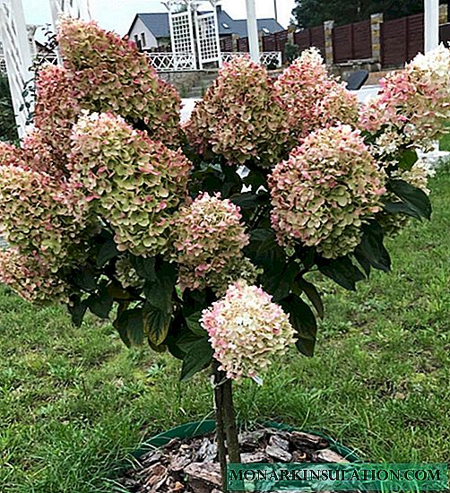 Hortensie am Stiel - wie man wächst und sich bildet