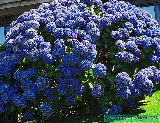 Hydrangea Nikko Blue - aprašymas, sodinimas ir priežiūra
