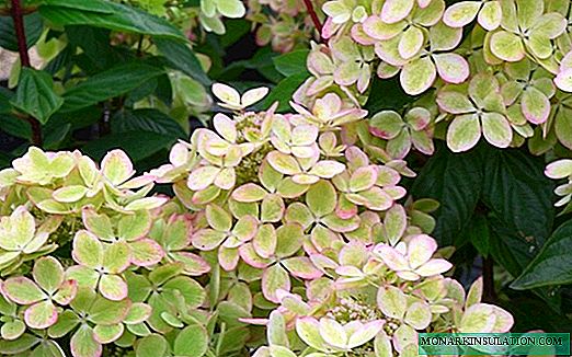 Hortênsia Pastelgreen (Hydrangea Paniculata Pastelgreen)