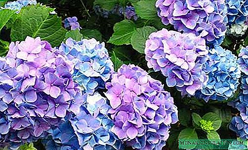 Serrated hydrangea - a description of the best varieties, planting and care