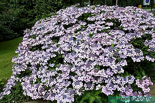 Sawed hydrangea - growing, planting and care