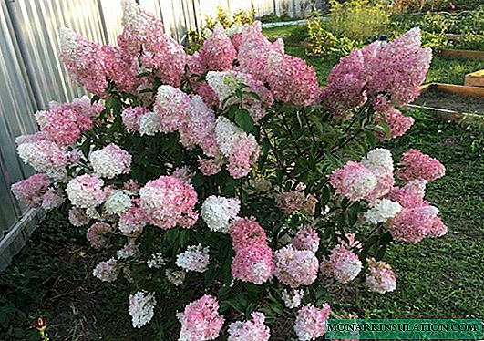 Hydrangea Pink Lady (الكوبية الوردي Paniculata سيدة) - الوصف