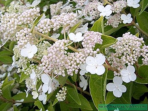 Hydrangea Prim White - description, planting and care