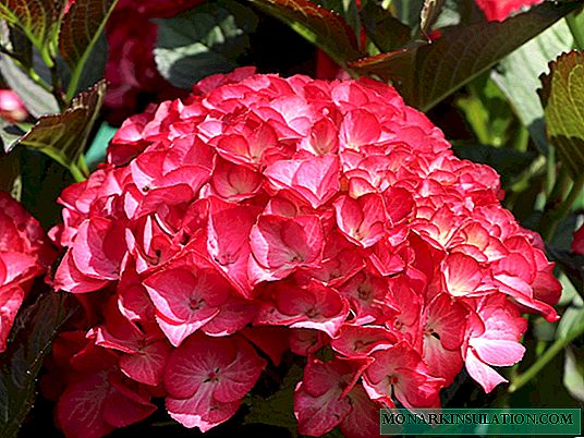 Hydrangea Red Angel - beschrijving, planten en verzorging