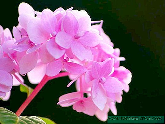 Rozā hortenzija - kā rūpēties par rozā hortenziju dārzā