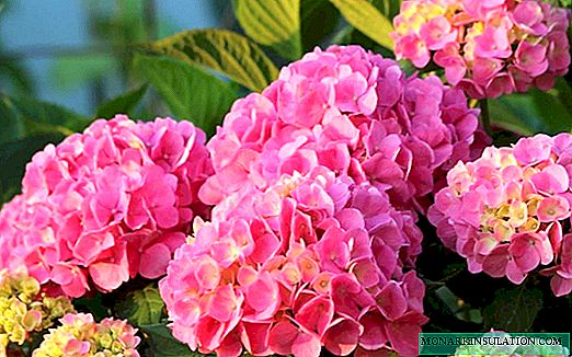 Hortensia rose - description des variétés, plantation et soins en pleine terre dans le jardin