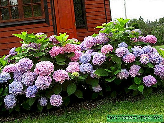 Hydrangea garden - planting and care in the open ground
