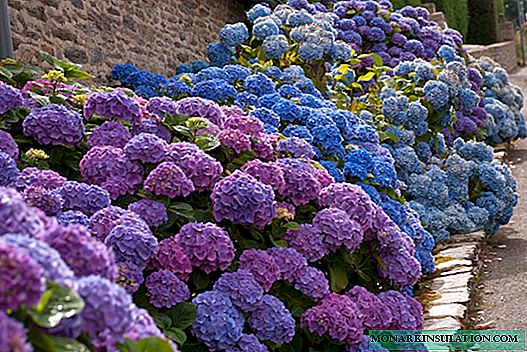 Hydrangea garden - planting and care in the open ground for beginners