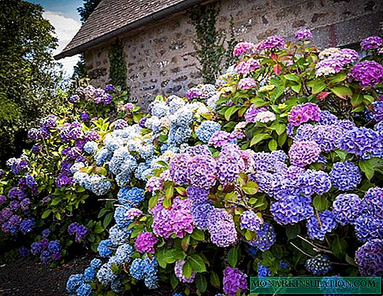 Jardín de hortensias: plantación y cuidado en campo abierto en los Urales