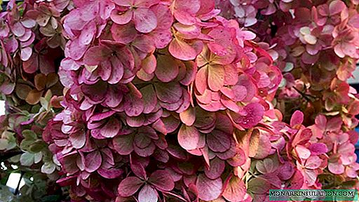 수국 사마라 리디아 (Hydrangea Paniculata Samarskya Lydia)