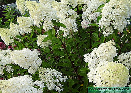 Ljetni snijeg hortenzije - opis