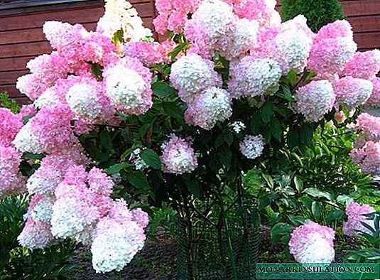 Hydrangea Sundae Fraise - Descripción de la variedad y su cultivo.