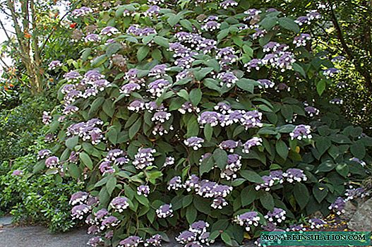 Rough or rough hydrangea - planting and care in the open ground