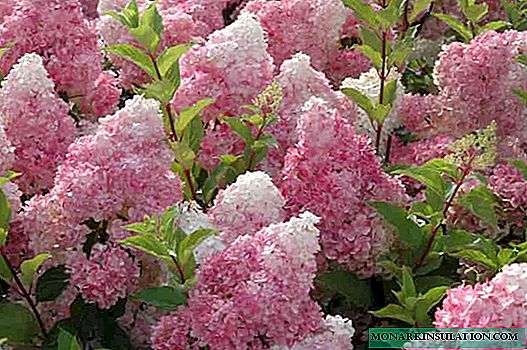 Hortensie-Erdbeerblüte (Hydrangea Paniculata-Erdbeerblüte) - Beschreibung