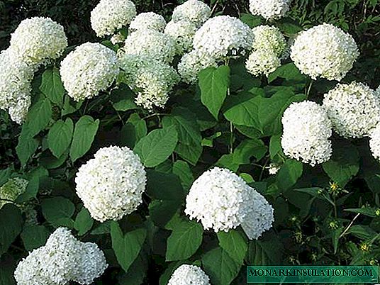 Hydrangea Strong Anabel - description, planting and care