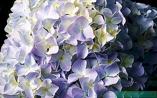 Hydrangea in Siberia - planting and care in the open ground