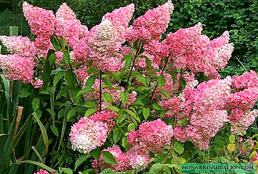 Hydrangea Vanilla Freyz - plantio e cuidados em campo aberto