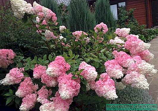 Hydrangea Vanilla Fraise (Vanille Fraise): panicled, giardino