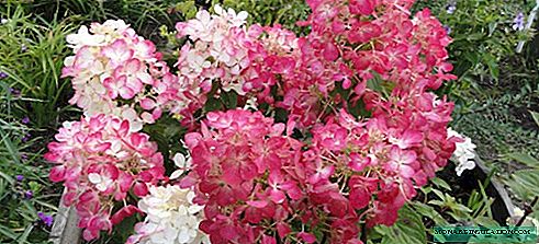 Hydrangea Wims Red - Description de l'hortensia de jardin paniqué