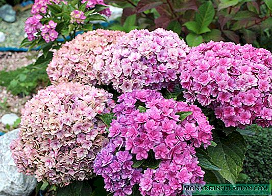 Hydrangea Yu & Mi Forever and its Tugese and Love hybrids