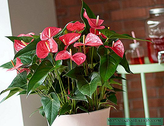 Soil for anthurium - what kind of land is needed for a flower