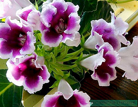 Soil for gloxinia - what land is suitable for a flower