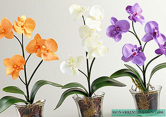 Suolo per orchidee: requisiti di suolo e opzioni a casa
