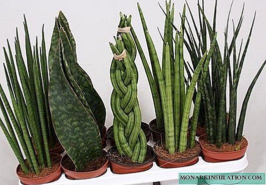 Sansevieria soil (pike tail) for seating