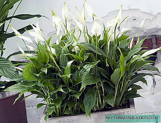 Ground for spathiphyllum - what kind of land is needed for a flower