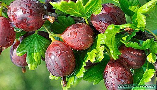 Gooseberries caterpillars eaten leaves, how to deal with pests