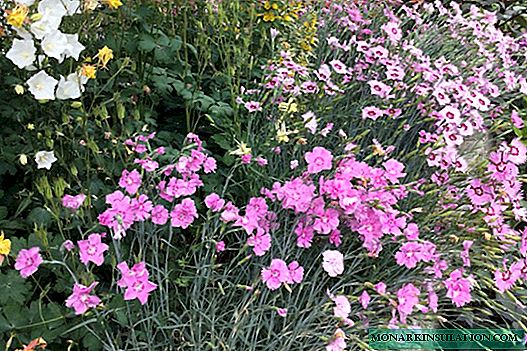 Clous de girofle vivaces - plantation dans le jardin et soins