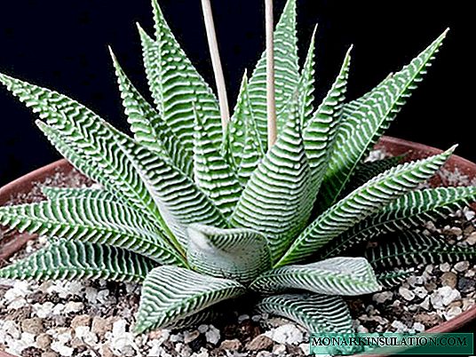 Haworthia striped and other species: home care
