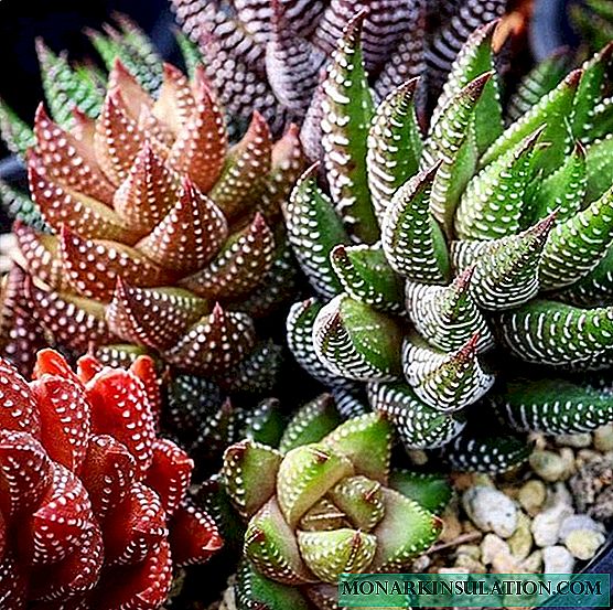 Haworthia - types of striped, pearl and others