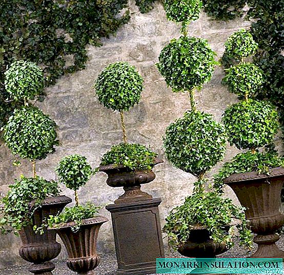 Hedera Helix - hur en murgröna växter ser ut