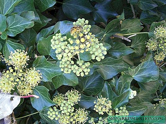 Wild Common Ivy Description - Hedera Helix