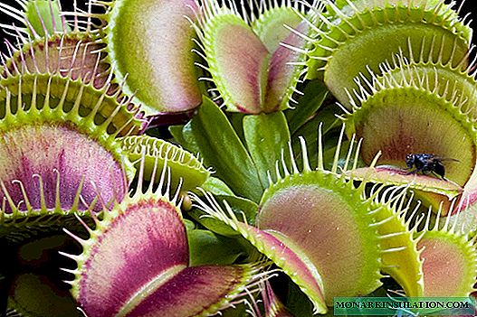 Carnivorous plants - insectivorous flowers at home