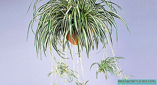 Chlorophytum - kućna njega i reprodukcija