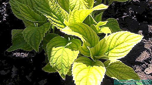Chlorose von Rispen oder großblättrigen Hortensien - wie man Blätter behandelt