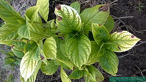 Chlorosis of panicle or large-leaved hydrangea - what to do and how to treat