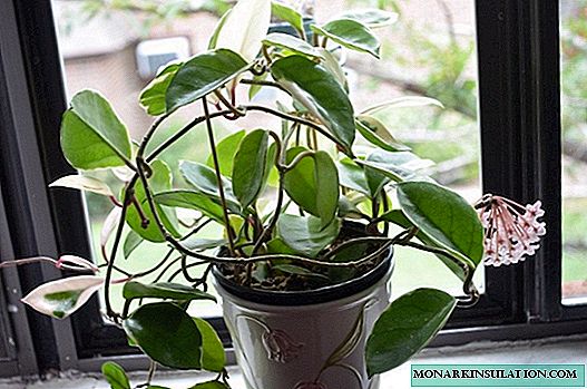 Hoya-vermeerdering door stekken, bewortelen en verplanten thuis