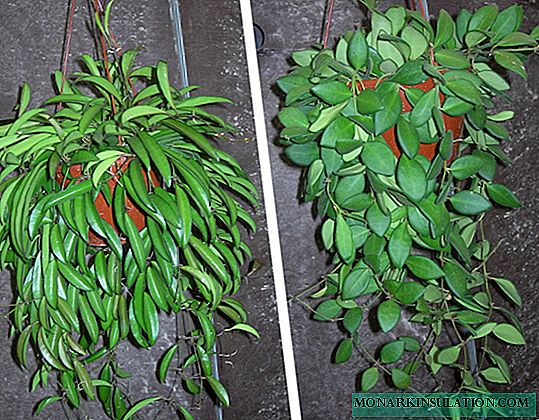 Hoya - Arten und Sorten, häusliche Pflege