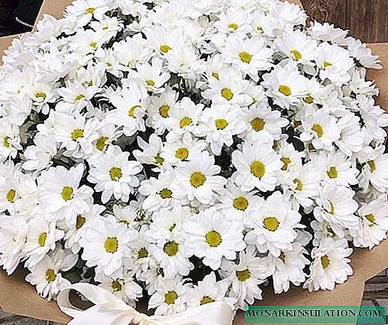 Bacardi Chrysanthemum - sadzenie i pielęgnacja na zewnątrz