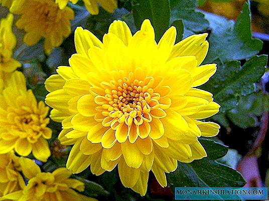 Indian Chrysanthemum - charakteristika odrôd a pestovanie zo zmesi semien