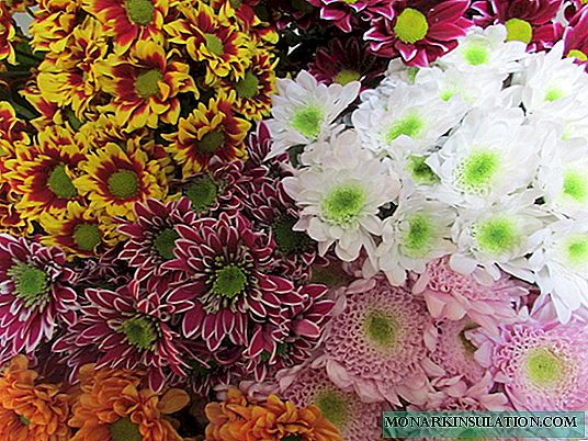 Chrysanthemum Bush - species, planting and care