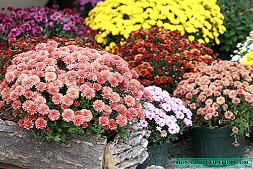 Chrysanthemum multiflora (kugelförmig) - Wachstum und Fortpflanzung