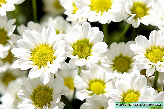 Camomille de chrysanthème - quel genre de fleur