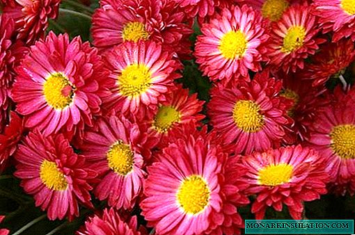 Chrysanthemum garden - planting and cultivation