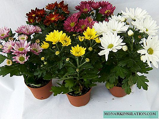 Potted chrysanthemum - home care