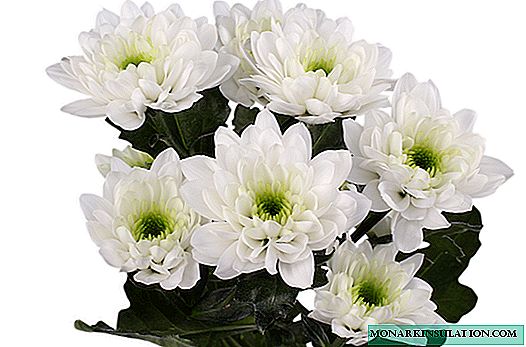 Zrysla Chrysanthemum - Care and Reproduction